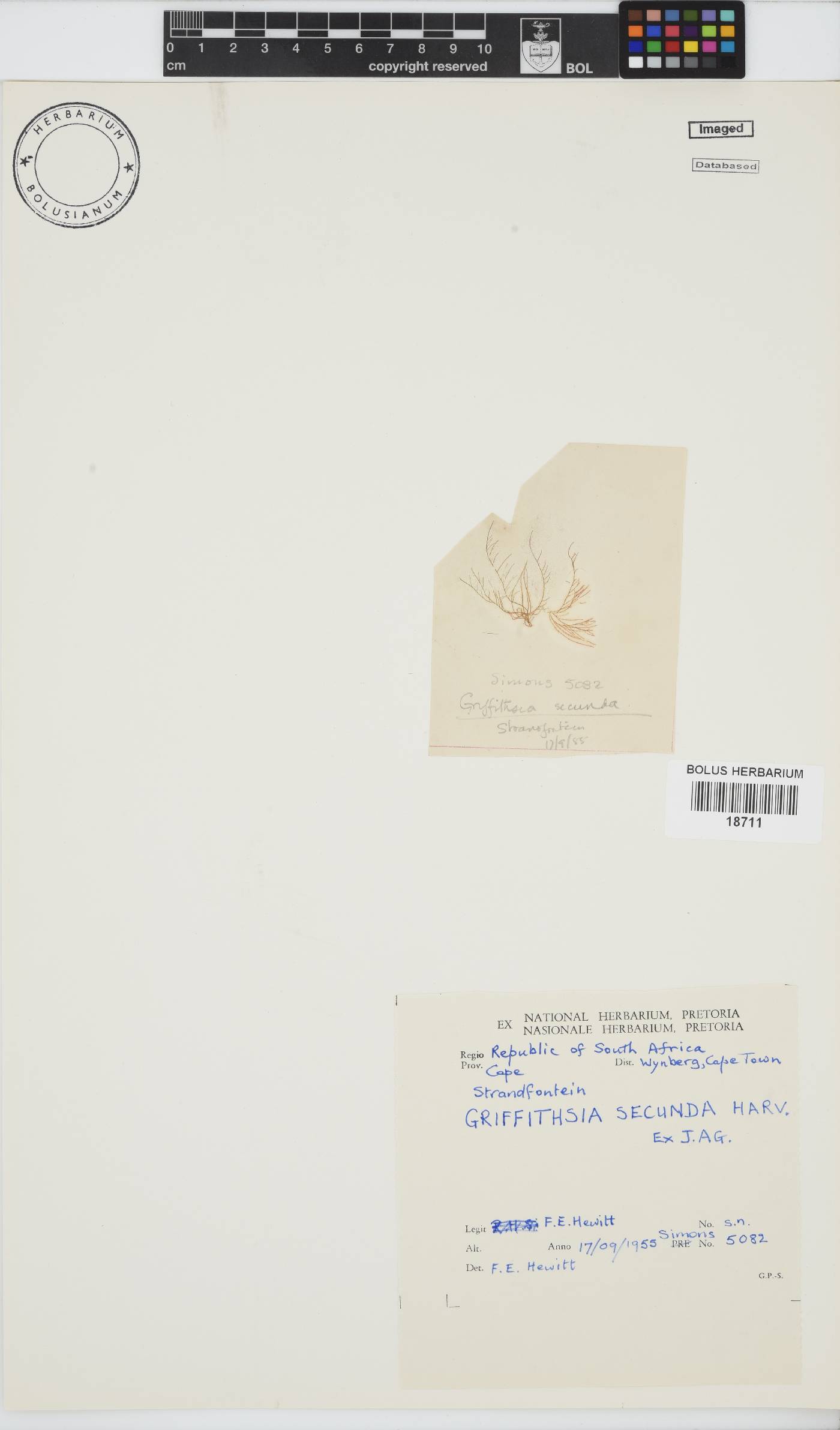Anotrichium image