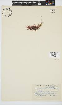 Anotrichium secundum image
