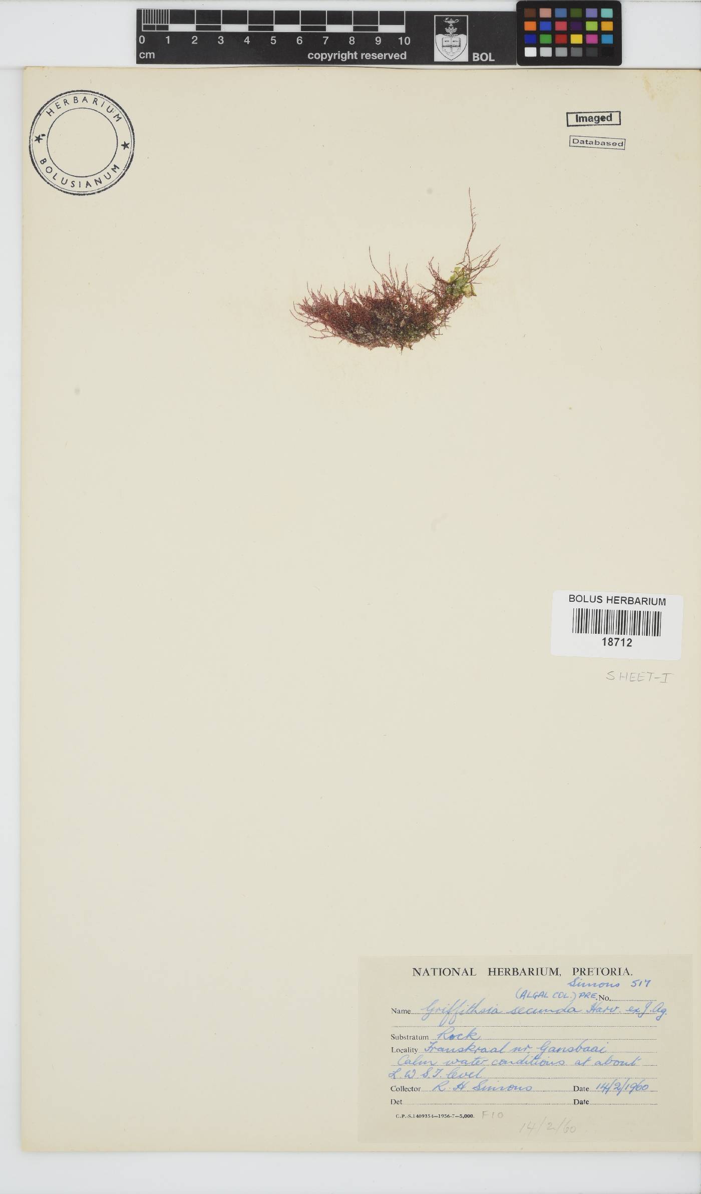 Anotrichium secundum image