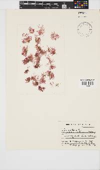 Image of Griffithsia schousboei