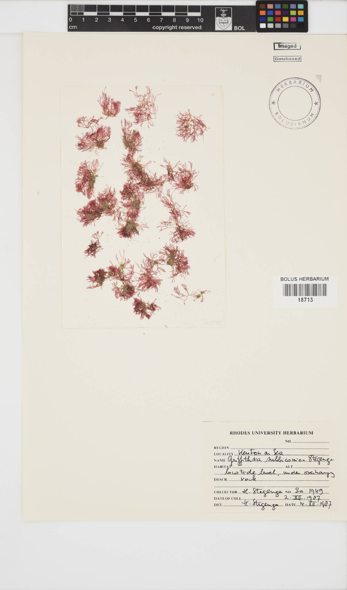 Griffithsia schousboei image