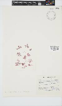 Griffithsia schousboei image