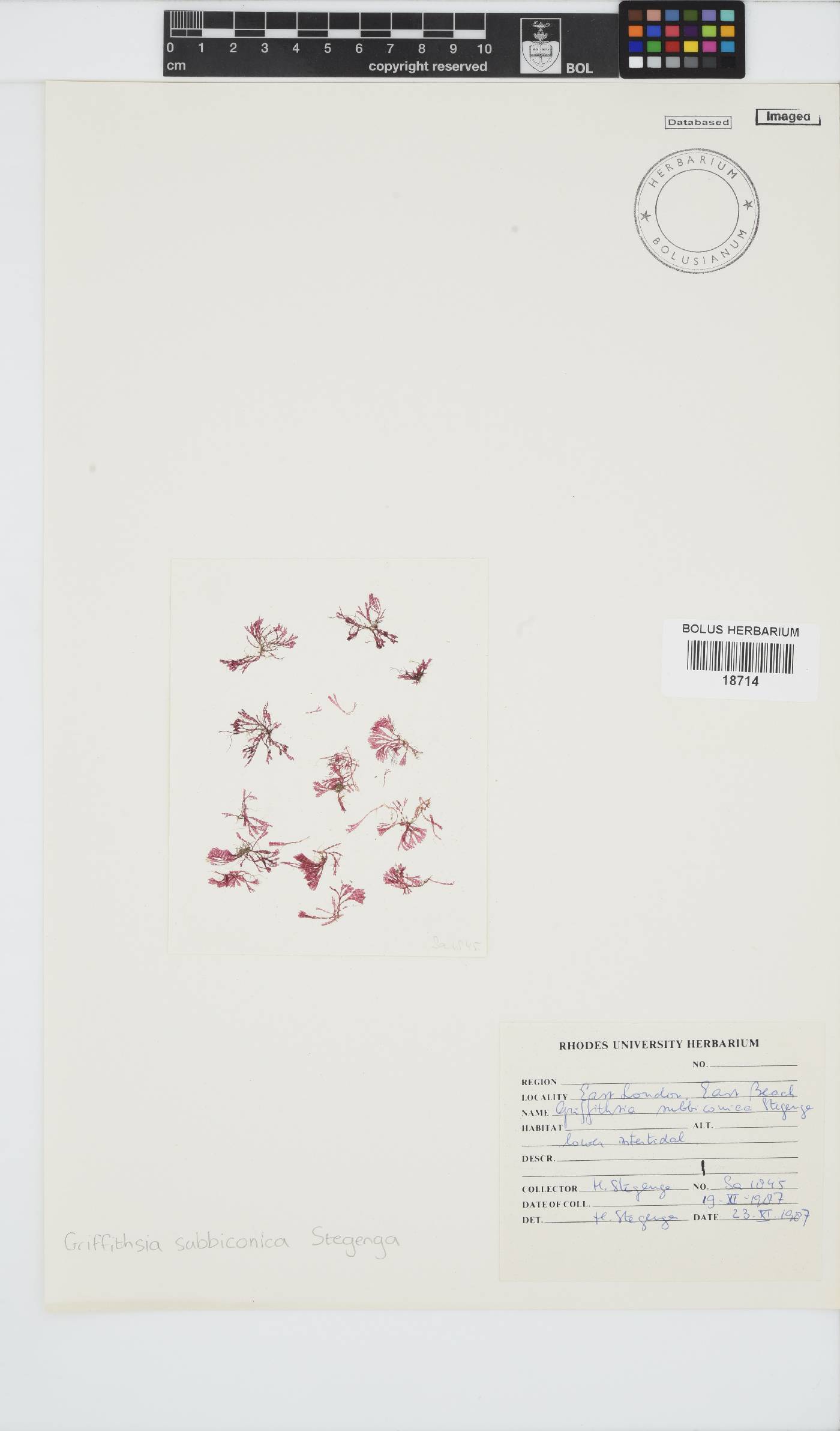 Griffithsia schousboei image