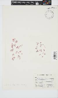 Griffithsia schousboei image