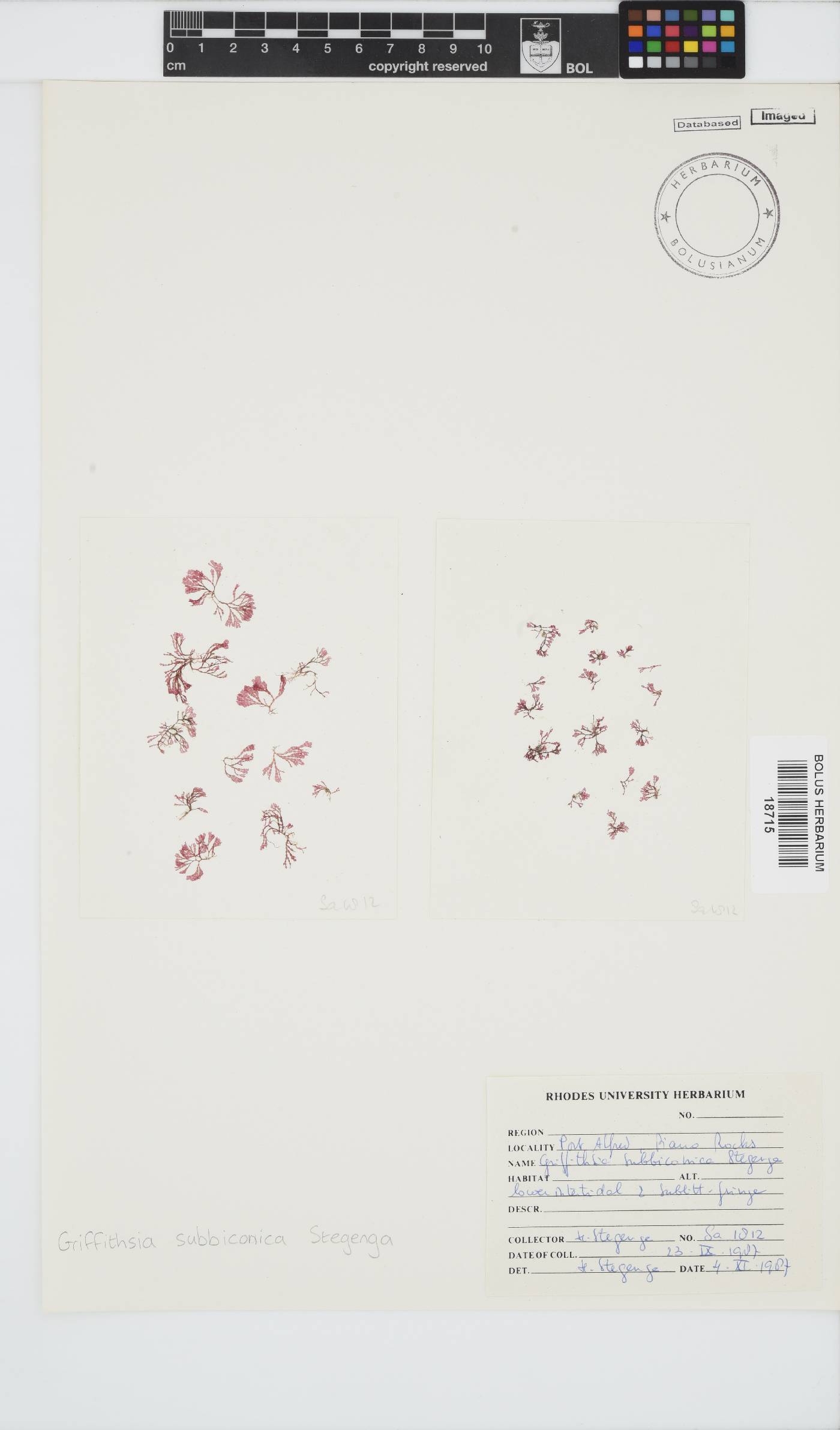 Griffithsia schousboei image