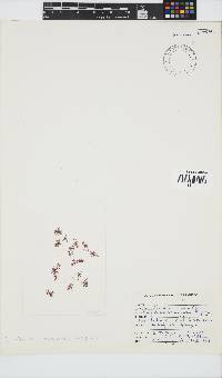 Griffithsia schousboei image