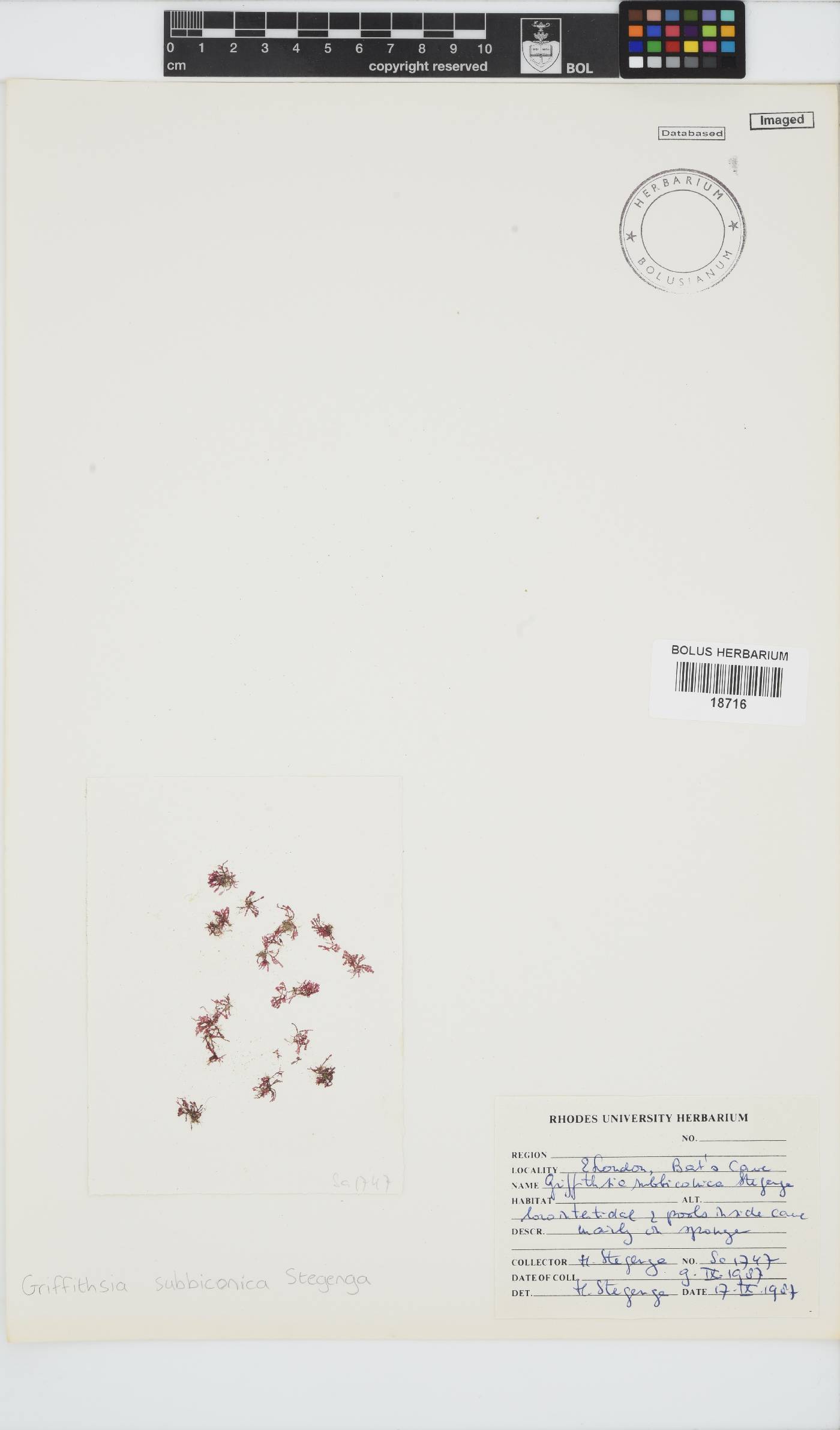 Griffithsia schousboei image
