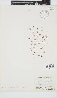 Griffithsia schousboei image