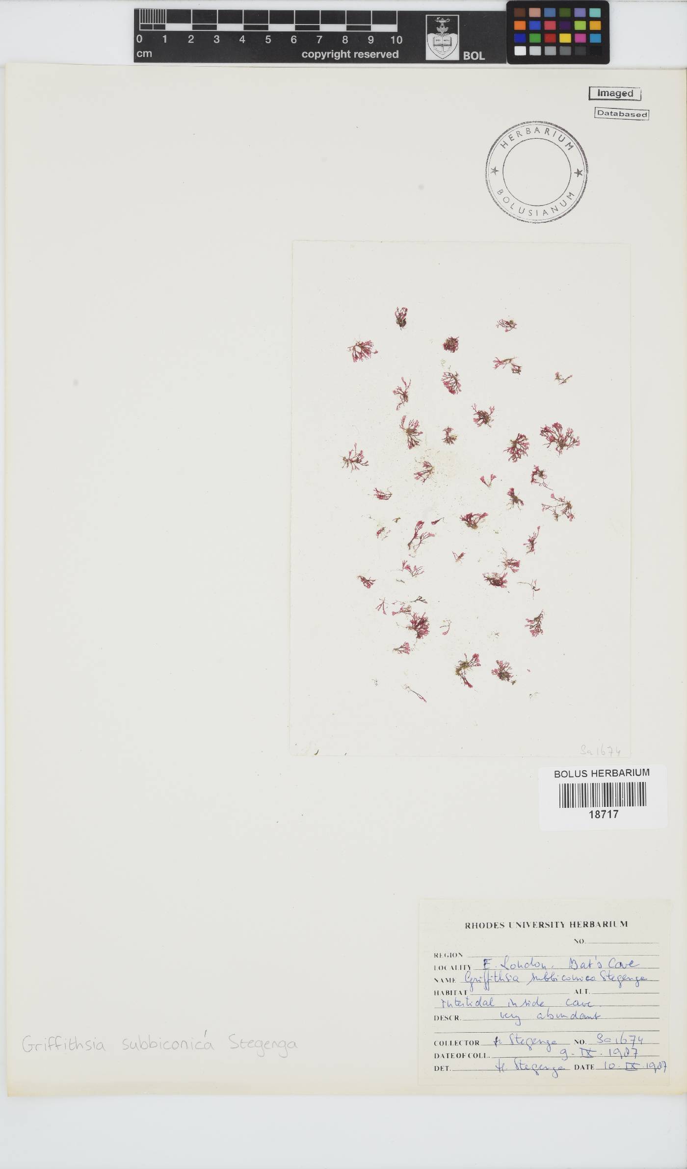 Griffithsia schousboei image