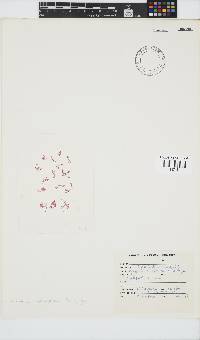 Griffithsia schousboei image