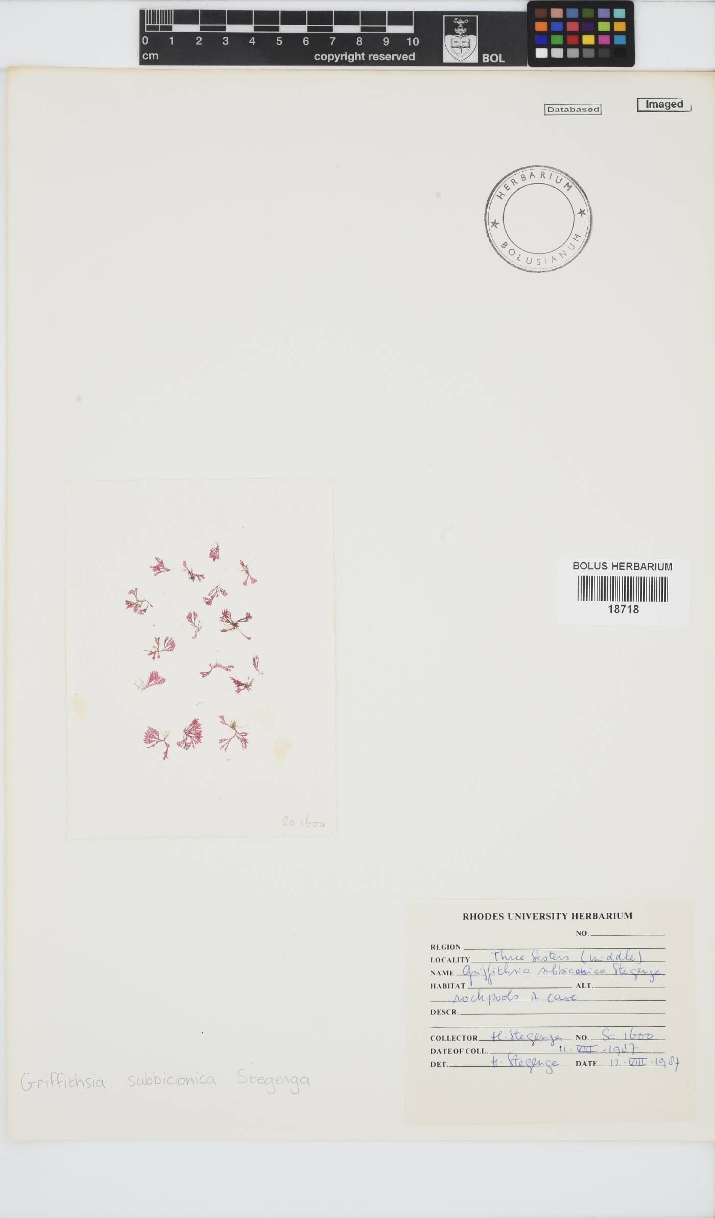 Griffithsia schousboei image