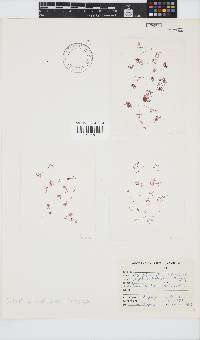 Griffithsia schousboei image