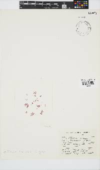 Griffithsia schousboei image