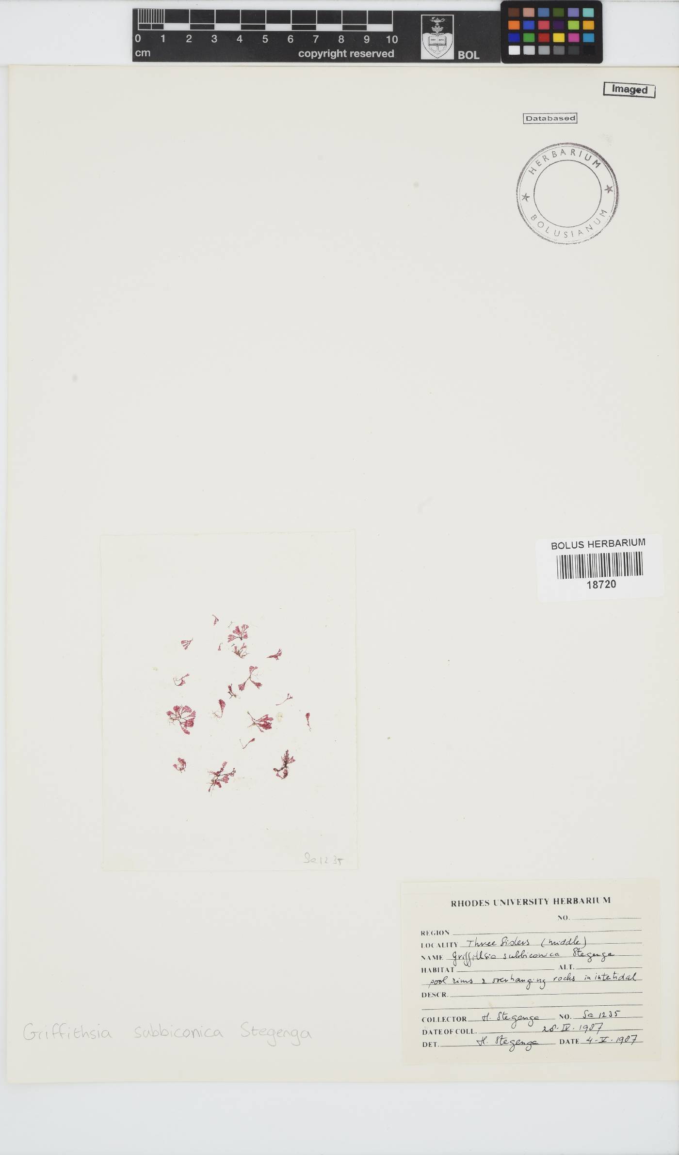 Griffithsia schousboei image
