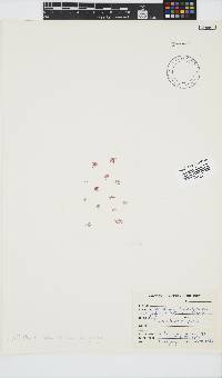 Griffithsia schousboei image