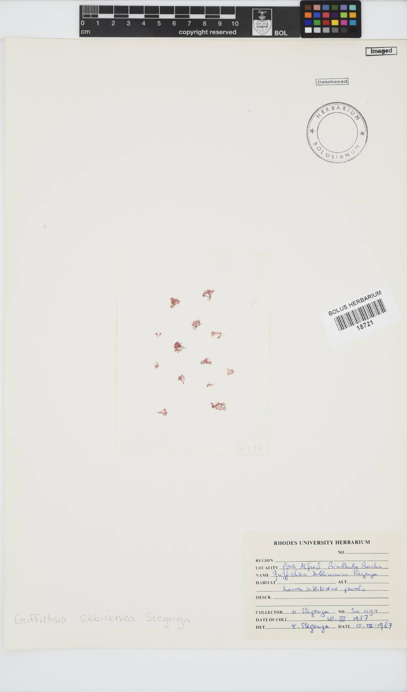 Griffithsia schousboei image