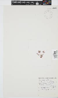 Griffithsia schousboei image