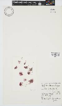 Griffithsia schousboei image