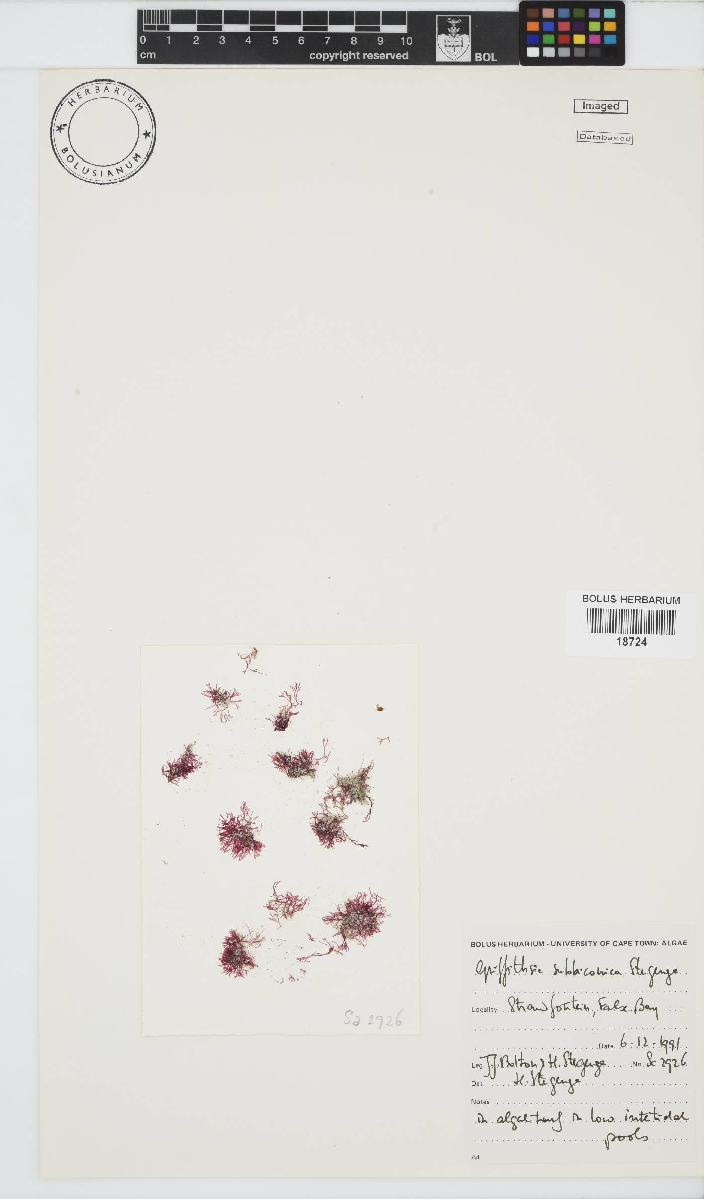 Griffithsia schousboei image