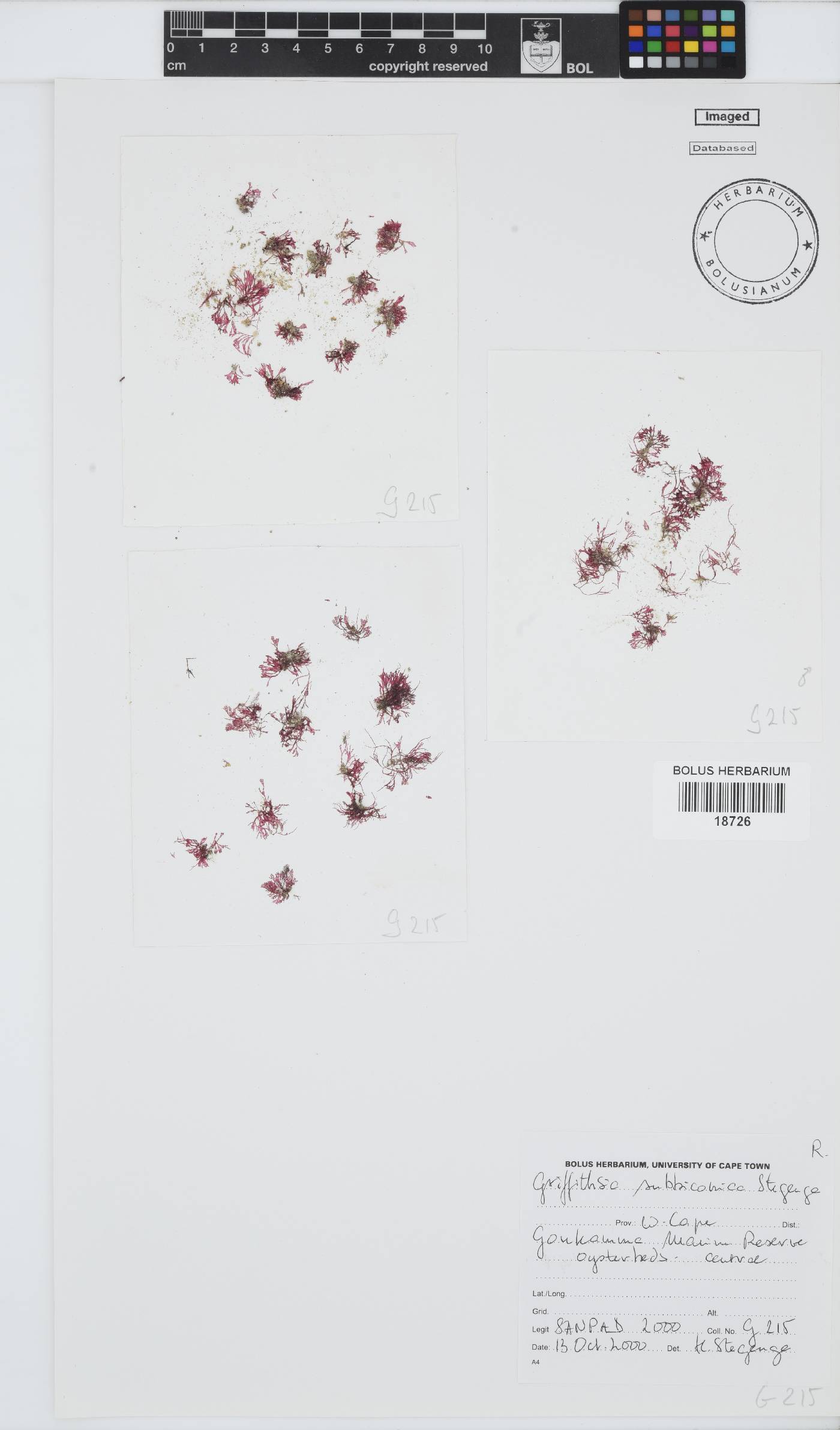 Griffithsia schousboei image