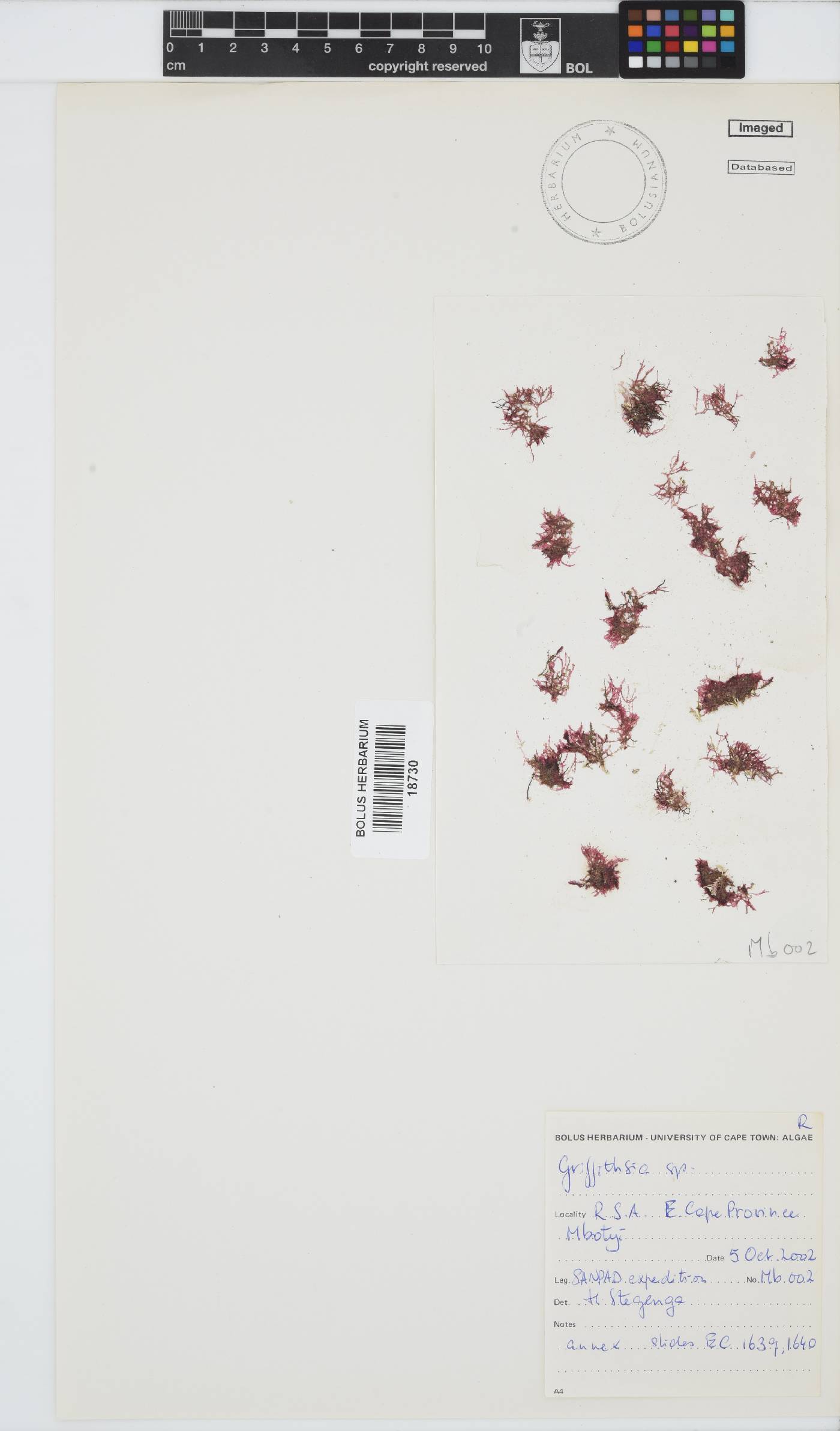 Griffithsia image