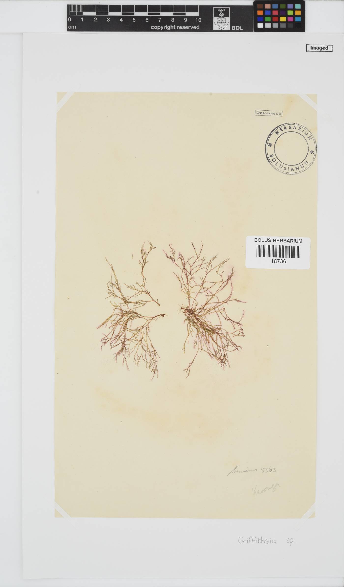 Griffithsia image