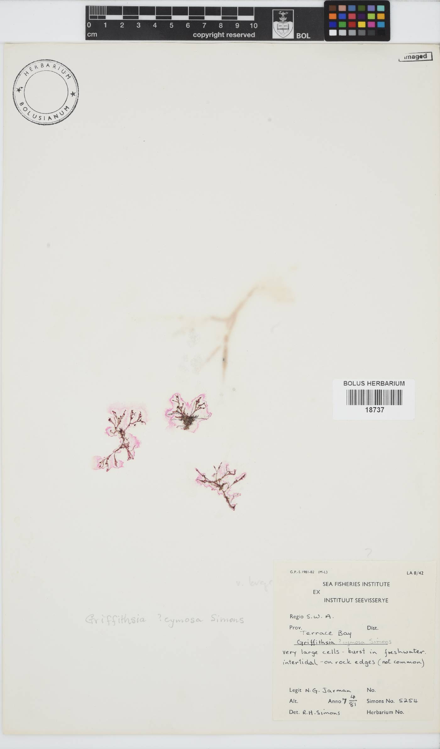 Griffithsia confervoides image