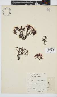 Image of Ahnfeltiopsis complicata