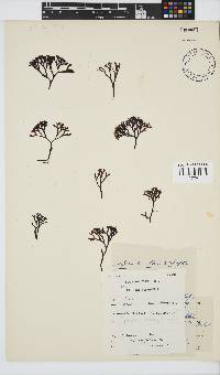 Ahnfeltiopsis complicata image
