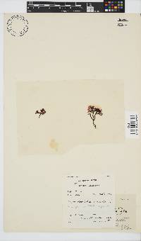 Ahnfeltiopsis complicata image