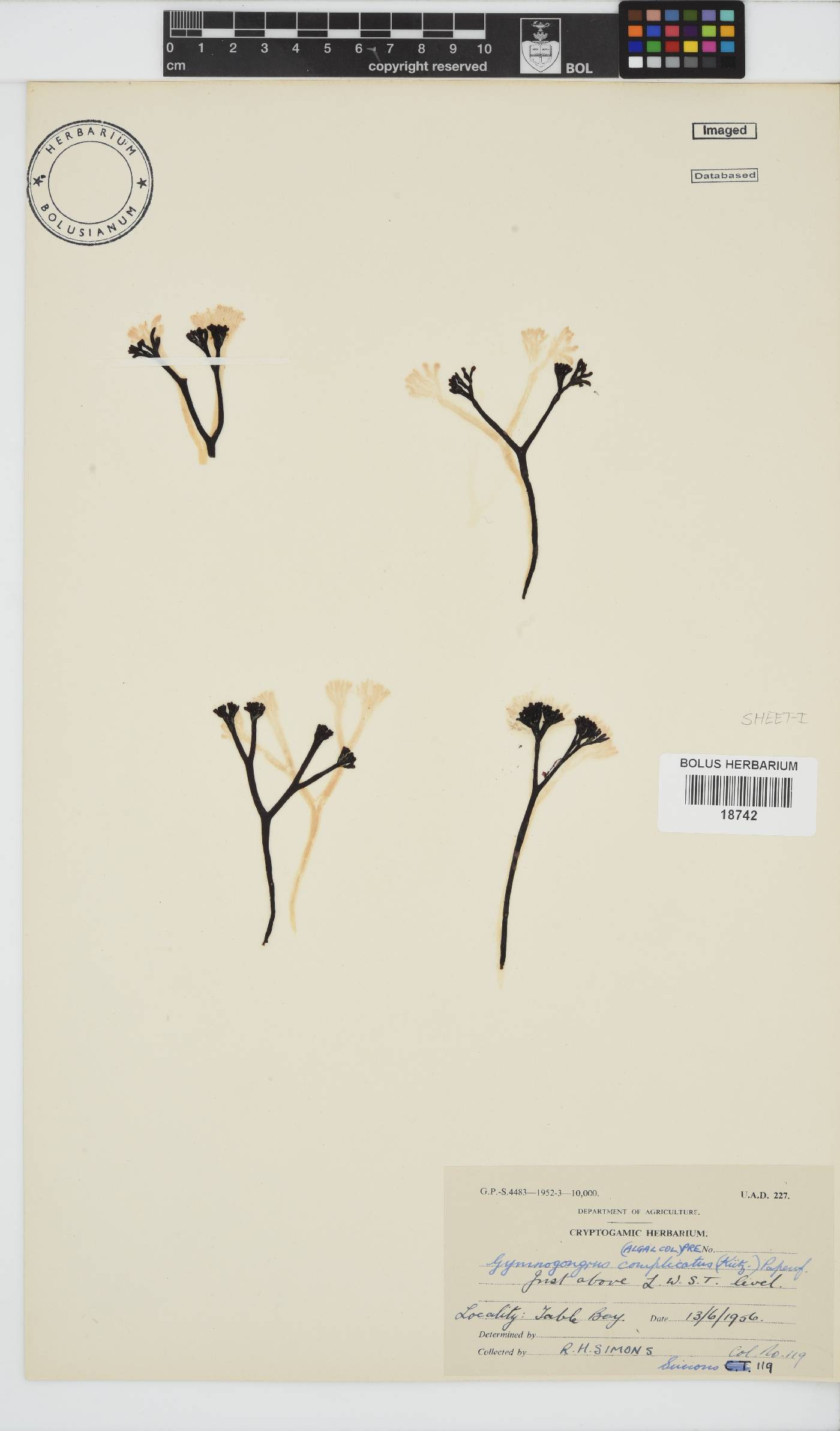 Ahnfeltiopsis complicata image