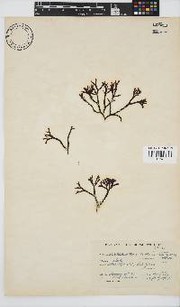 Ahnfeltiopsis complicata image