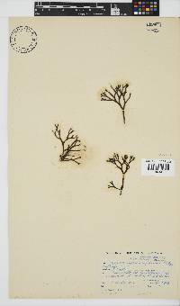 Ahnfeltiopsis complicata image
