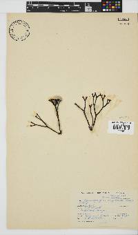 Ahnfeltiopsis complicata image