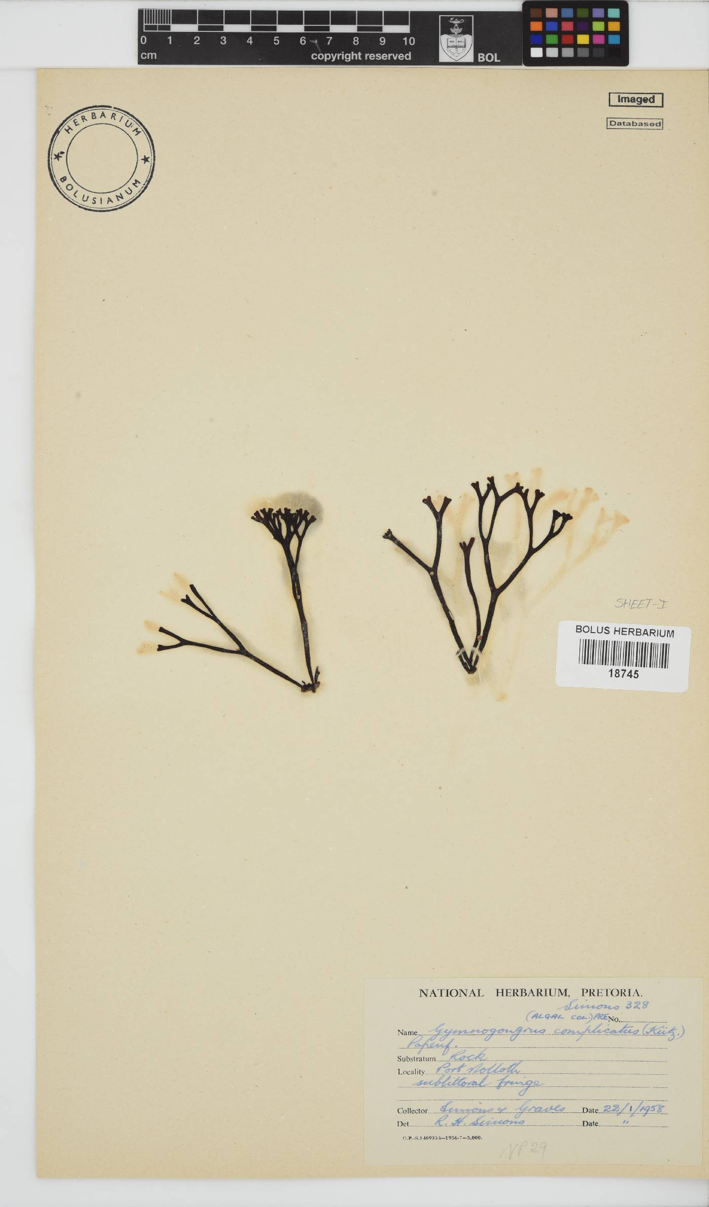 Ahnfeltiopsis complicata image