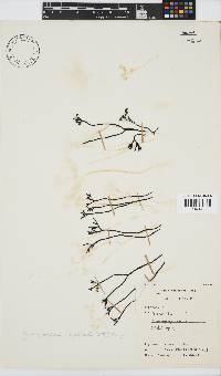 Ahnfeltiopsis complicata image