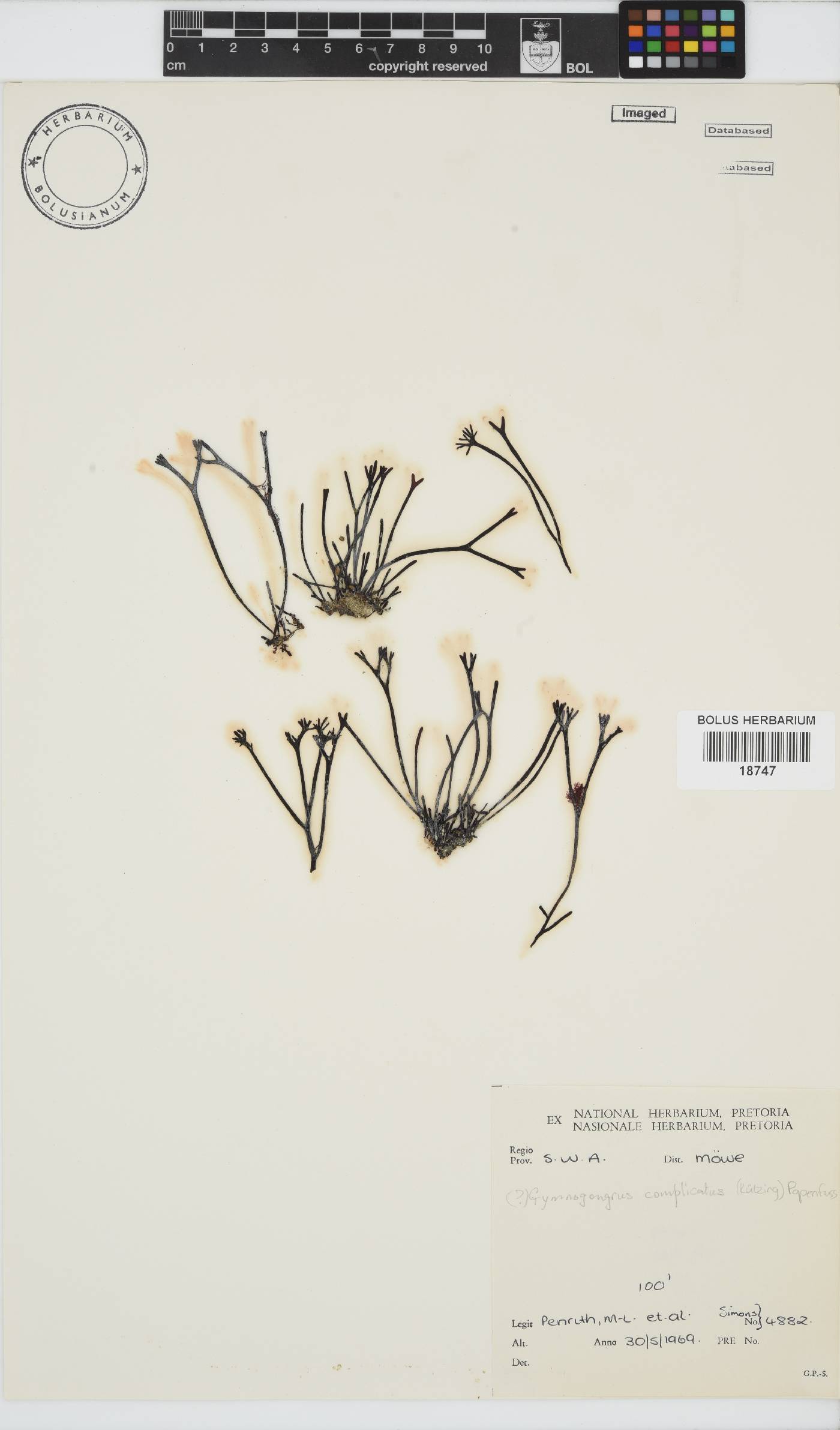 Ahnfeltiopsis complicata image