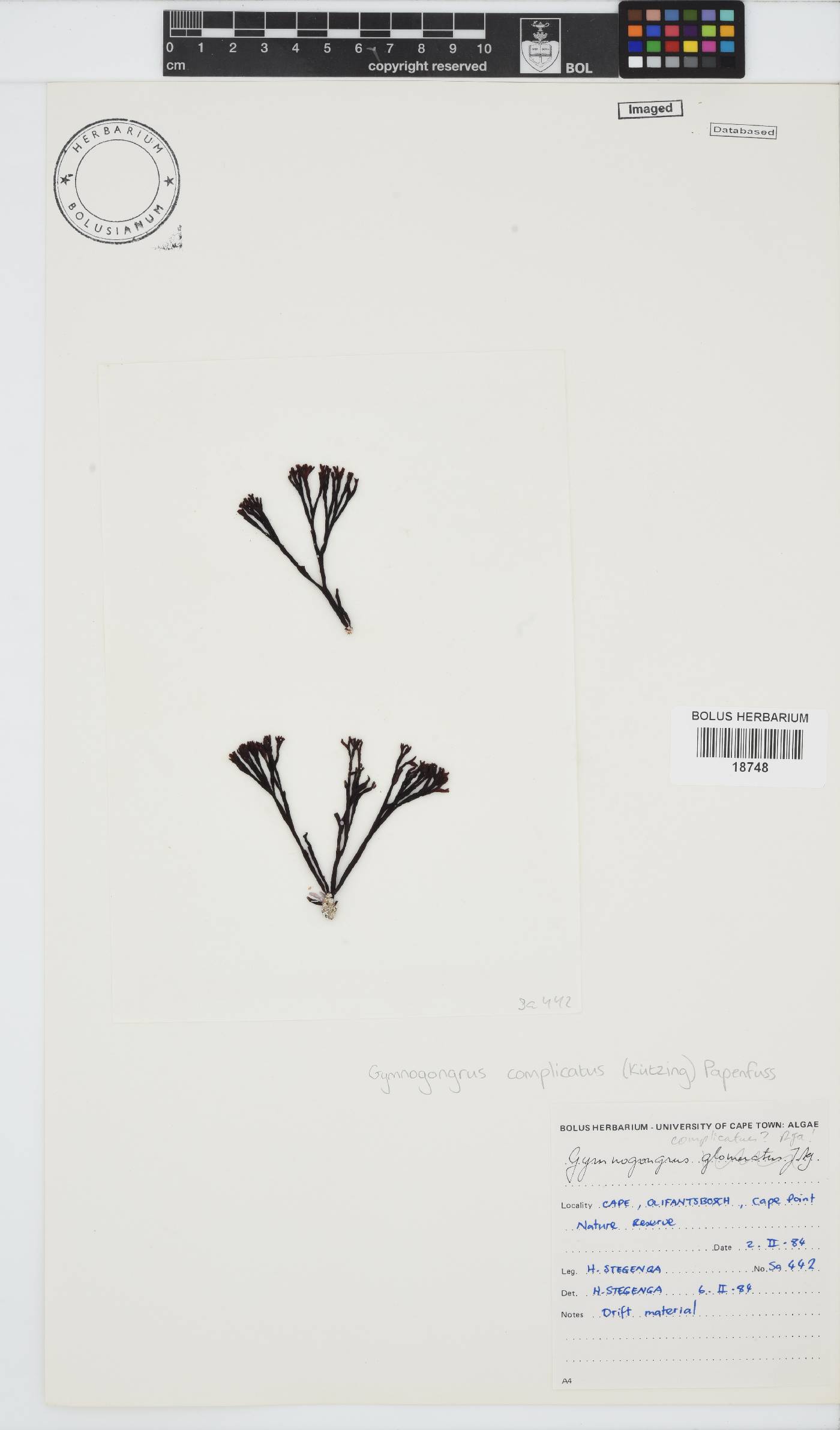 Ahnfeltiopsis complicata image