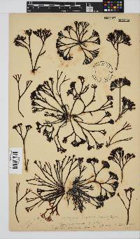 Ahnfeltiopsis complicata image
