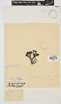 Ahnfeltiopsis complicata image