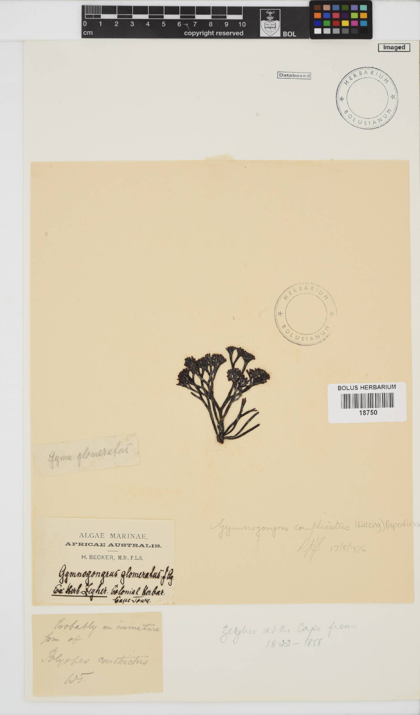 Ahnfeltiopsis complicata image