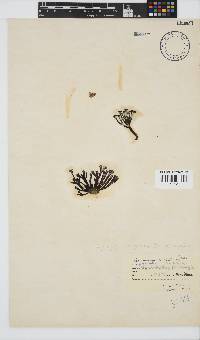 Ahnfeltiopsis complicata image