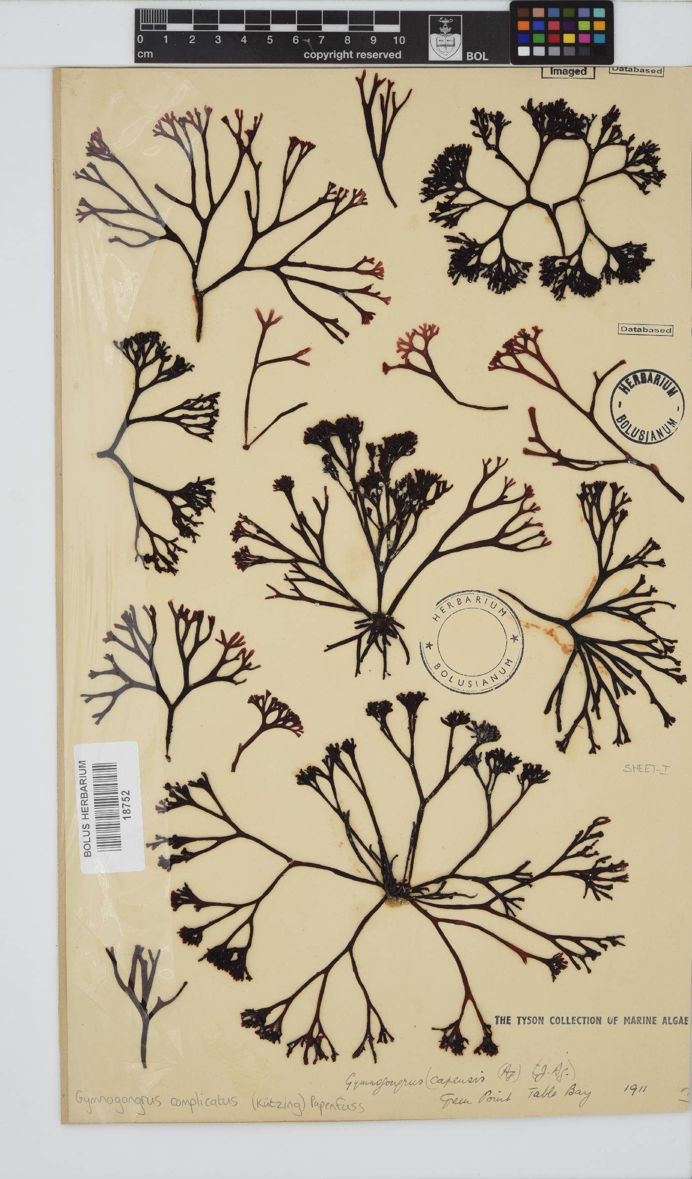 Ahnfeltiopsis complicata image