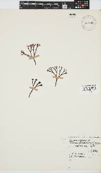 Ahnfeltiopsis complicata image