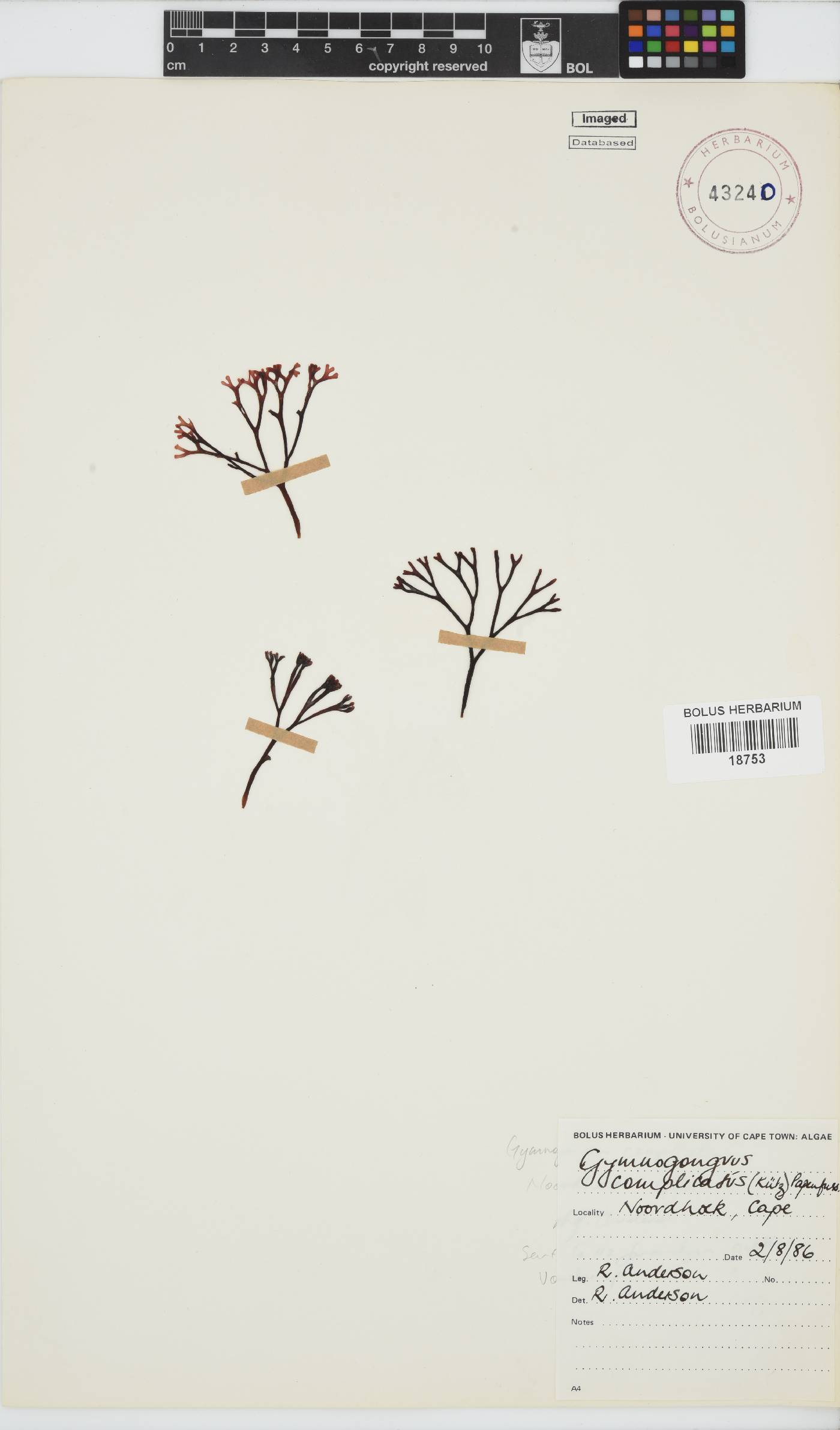 Ahnfeltiopsis complicata image