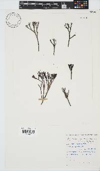 Ahnfeltiopsis complicata image