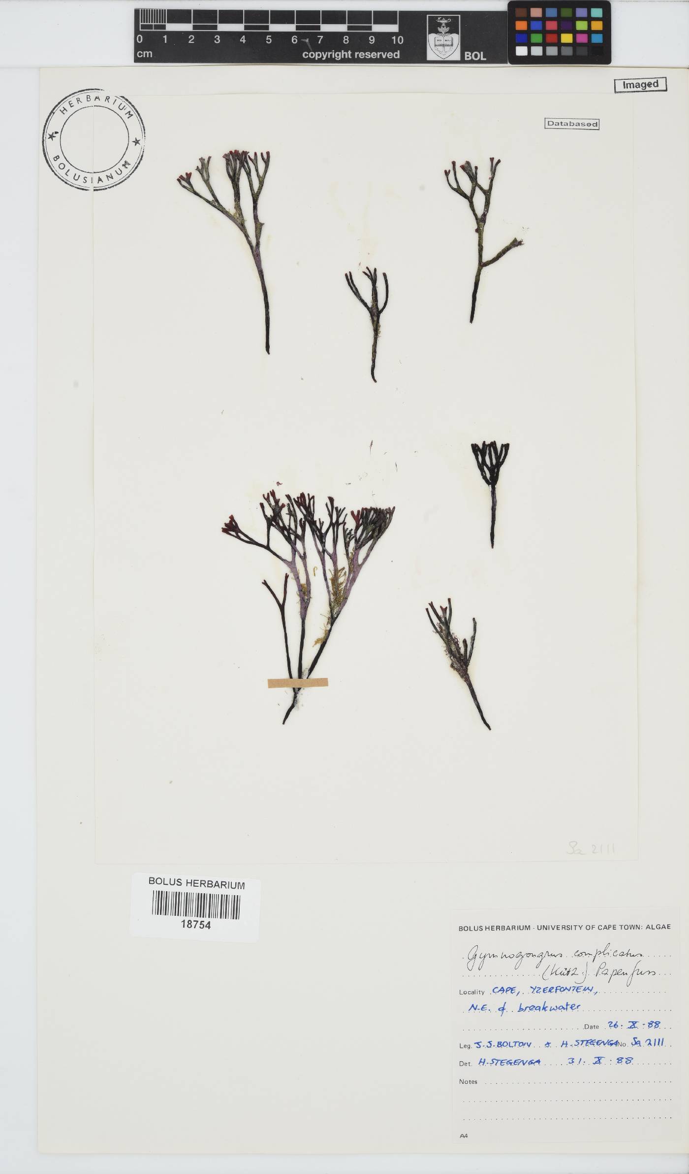 Ahnfeltiopsis complicata image
