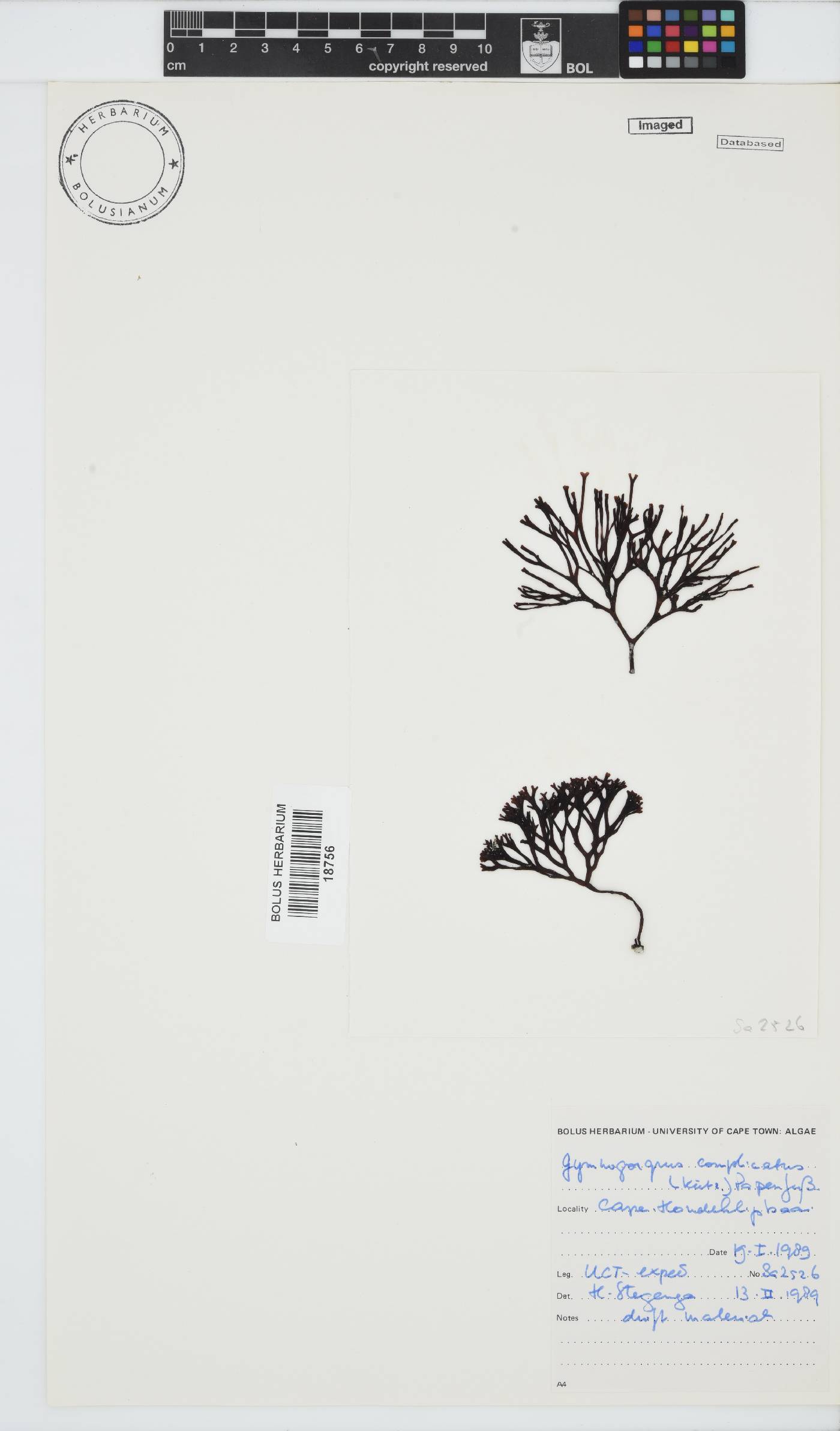 Ahnfeltiopsis complicata image