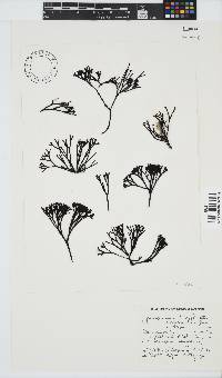 Ahnfeltiopsis complicata image