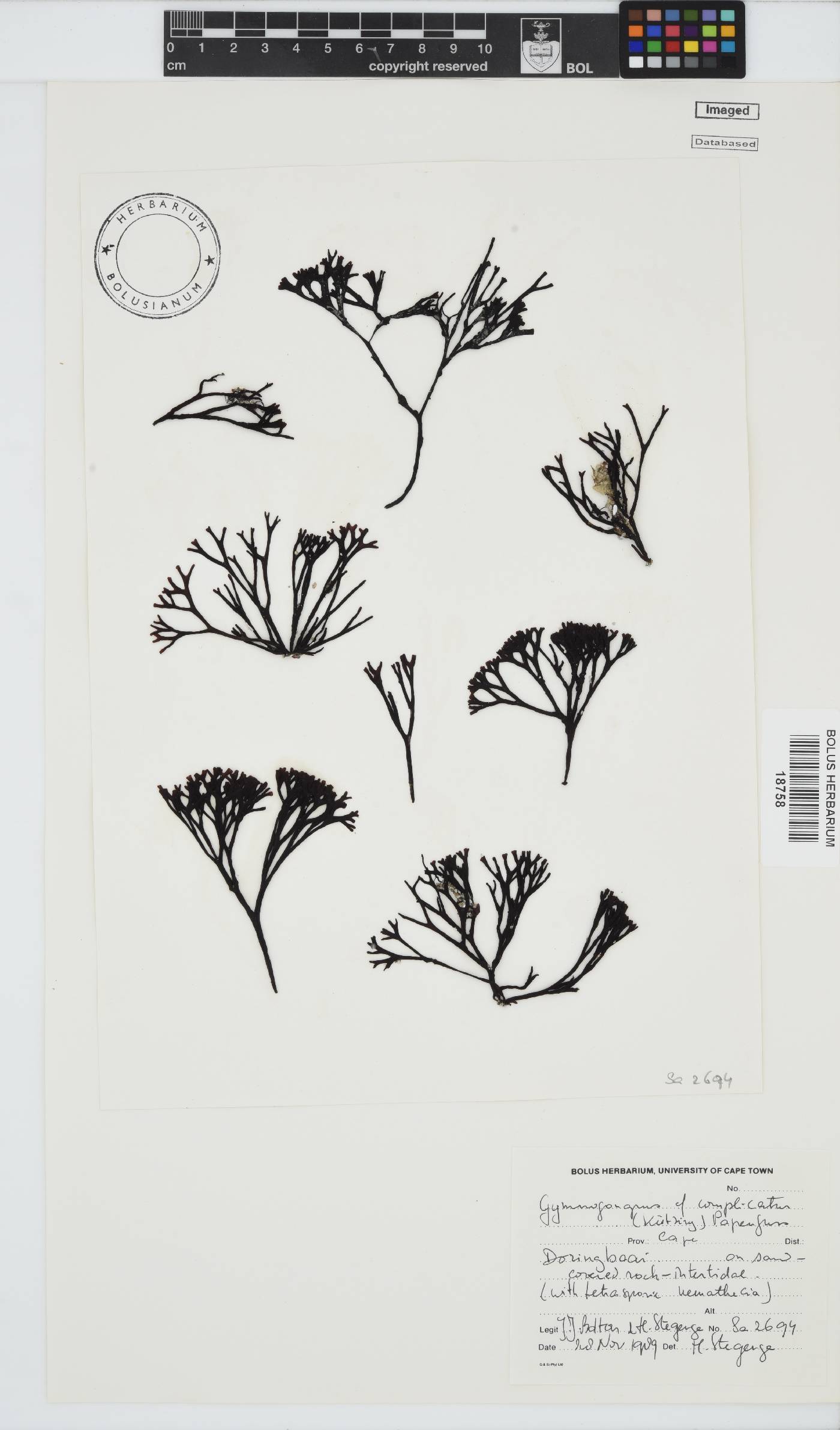 Ahnfeltiopsis complicata image
